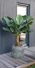 P65-0835-1-36-relic-jade-1