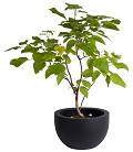 A10-0901-1-01-black-2