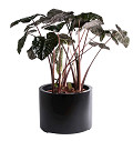 A10-4024-1-01-black-2